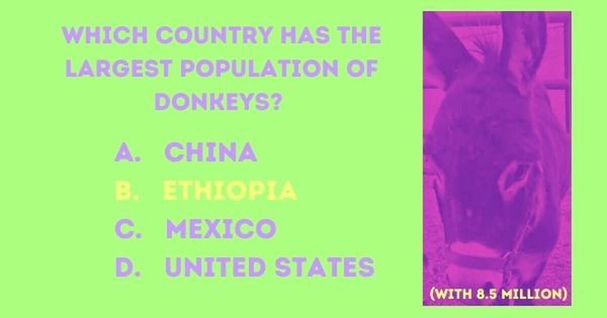 Donkey Trivia image number 4